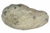 Fossil Whale Ear Bone - Miocene #177823-1